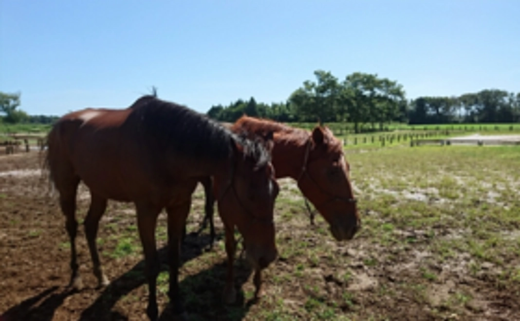 【感謝の気持ちを込めて。サンクスレターをお届け】