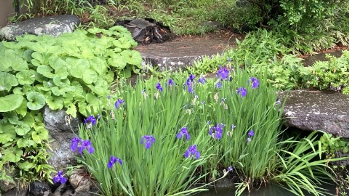 ５月のお庭の風景
