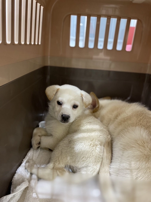 関西最大の野犬地域。保健所に捕まった子、5匹を保護。