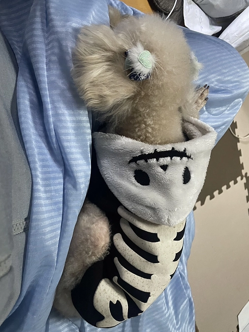 ハロウィンのバンビちゃん