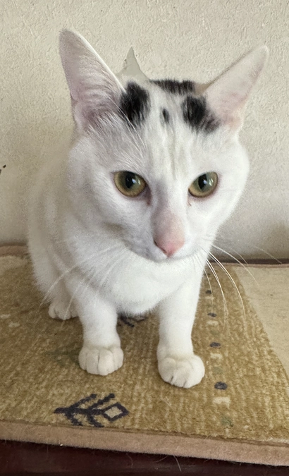 《15匹目》モーじゃないよべーだよ【猫紹介】