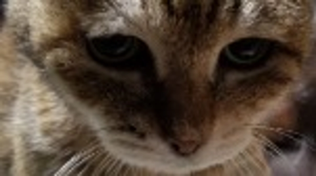 しゃーを応援してくださった皆様へ