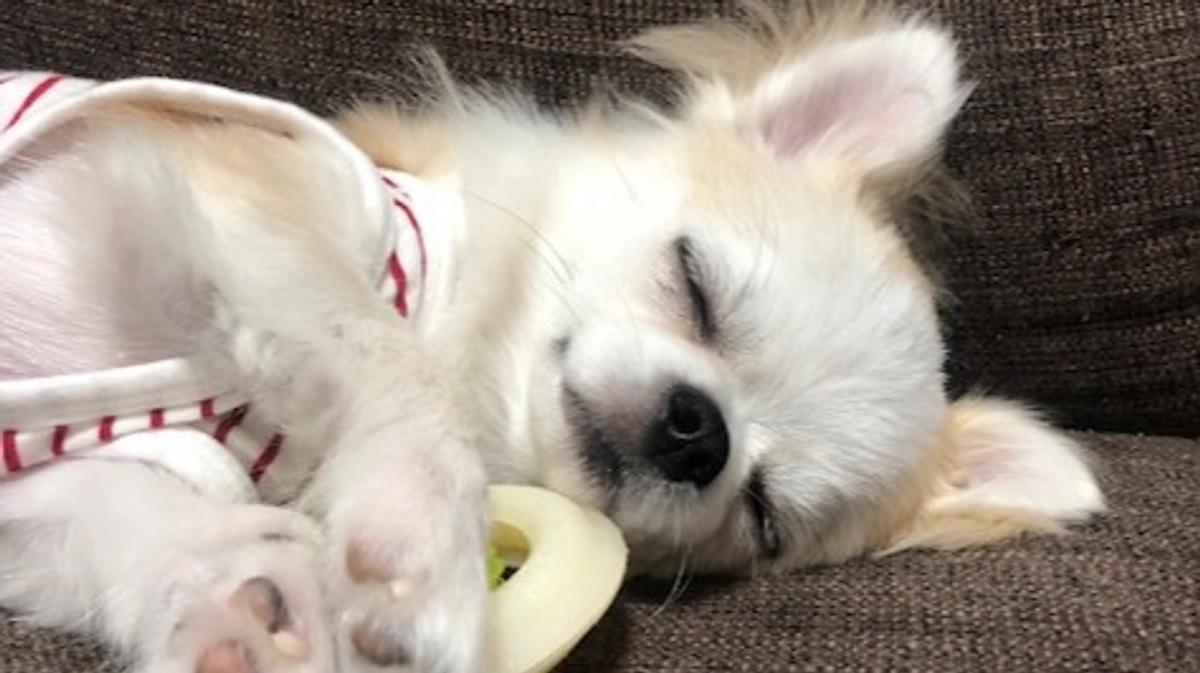 ”術後の経過報告⑪”です。