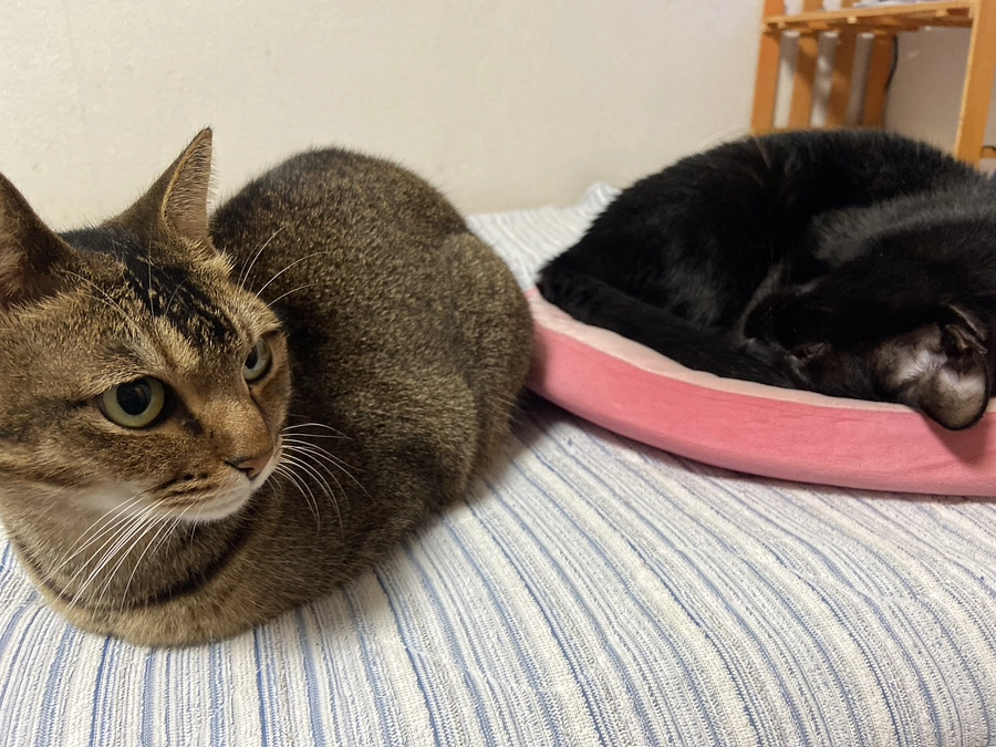 【22日目】支え合うサポートに感謝