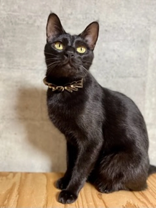 信じるか信じないかは…あなた次第です。