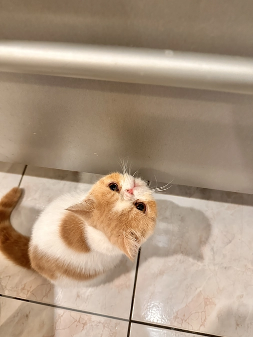 駆け寄ってくるわさび