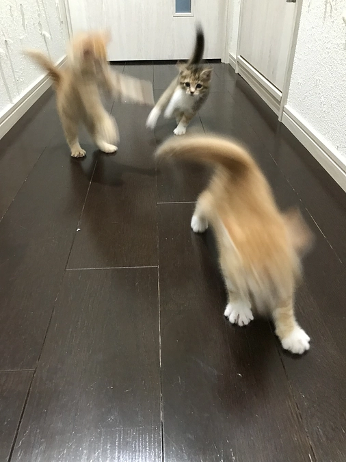 子猫保護！！ただ別の子⑤里親募集開始