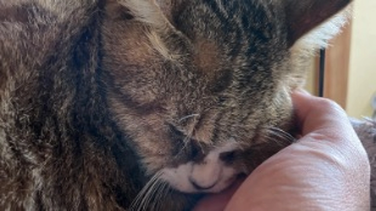 セイラさん、トライアル決定！