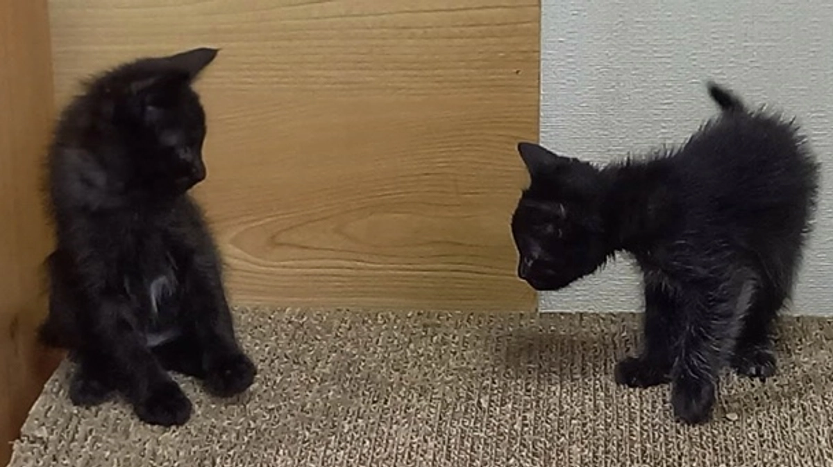 仔猫ちゃんの続報！名前が決まりました【チックとタック】