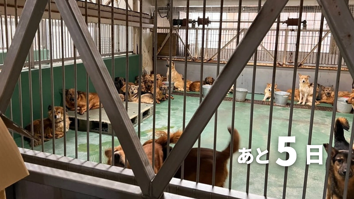 【終了まであと5日】いつだって一番痛くて無念で悲しいのは、人間ではなく「犬達」でした。