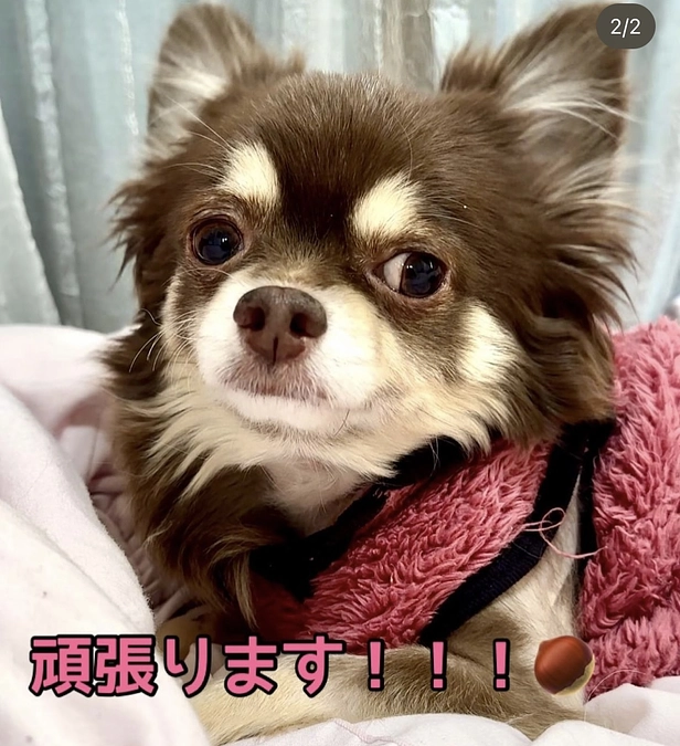 クラウドファンディング 残り10日    栗。頑張って身体と心を回復させています‼︎