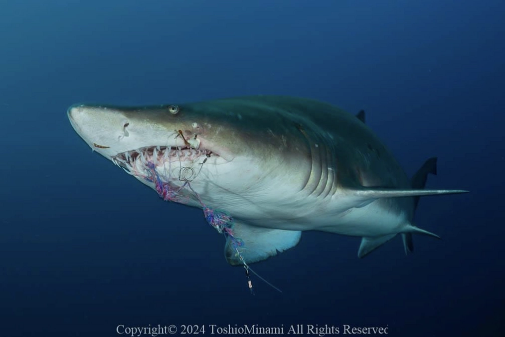 シロワニを取り巻く問題について