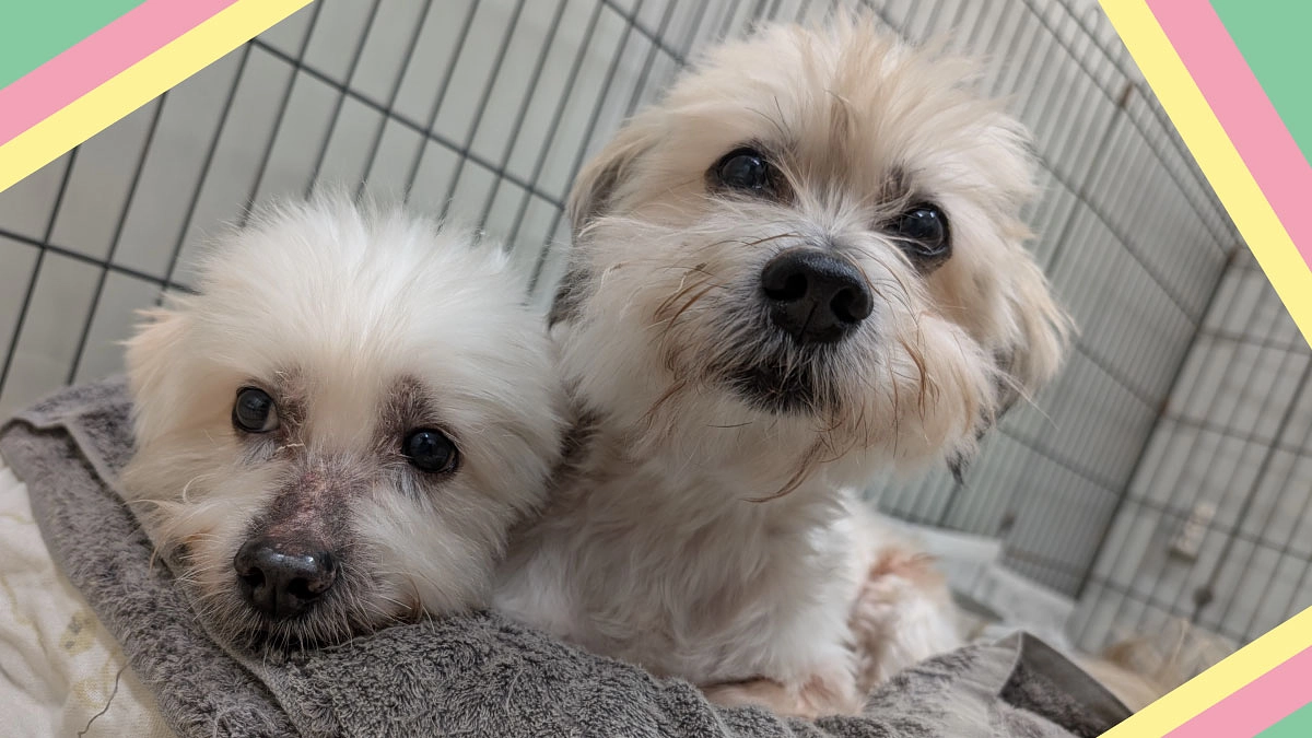 ライフボートでは珍しい！小型犬のポンデ二記念日