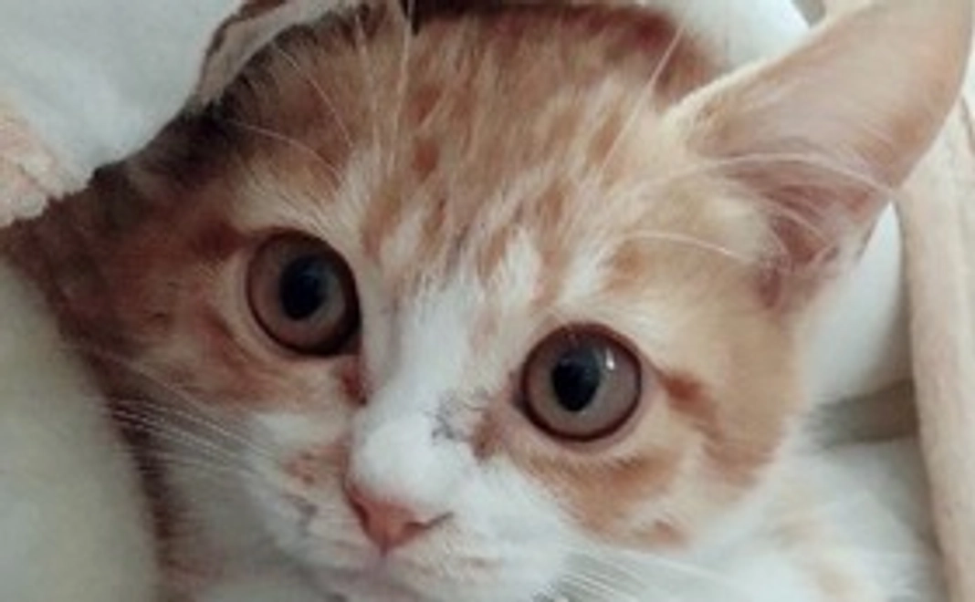 応援コース 3,000