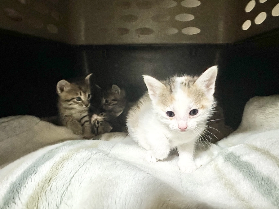 段ボールの中で生まれた子猫