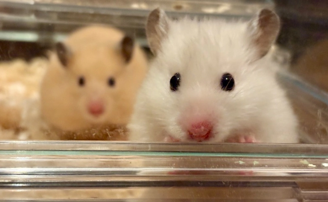 【シンプル応援】活動報告コース