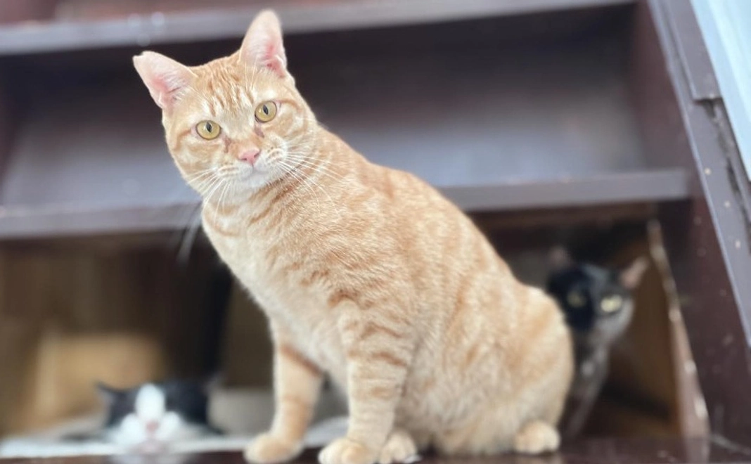 3千円|にゃんこ幸せ全力応援コース