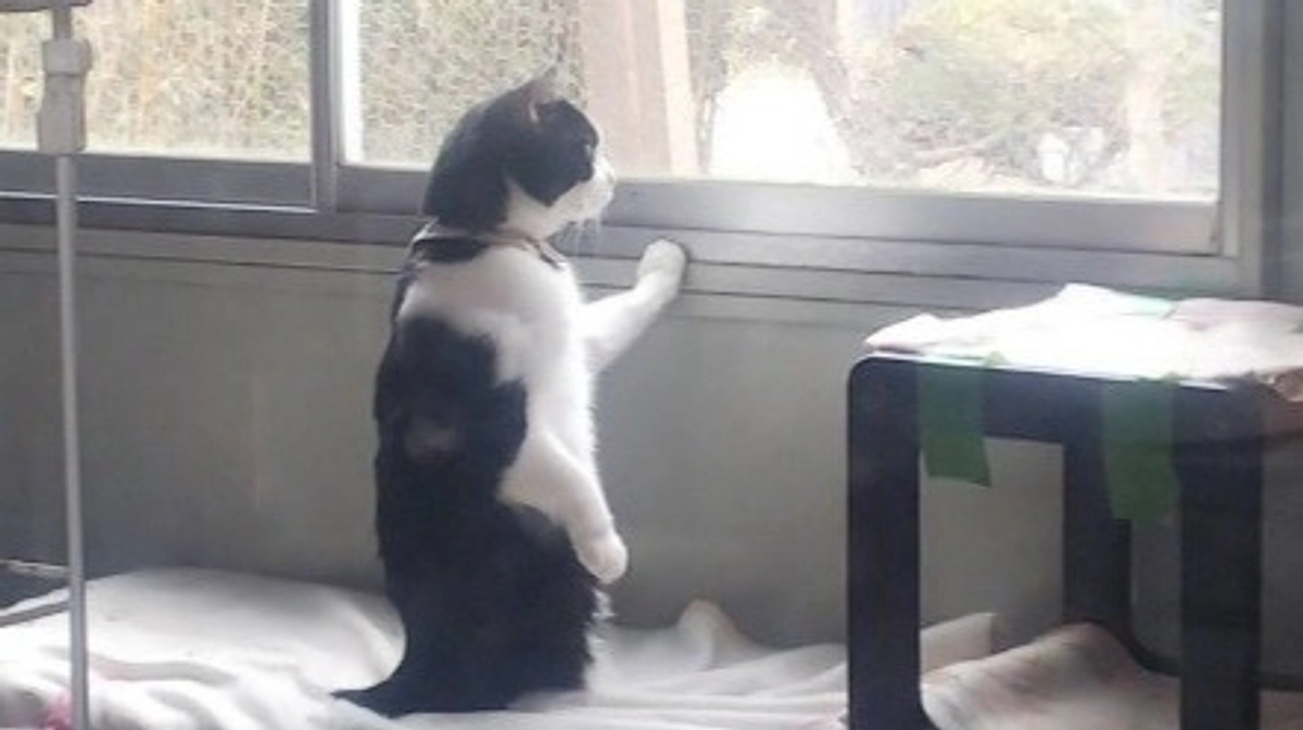 【もうすぐ支援者様660名突破！】四肢障害のある子たちに充実した環境を用意したい！