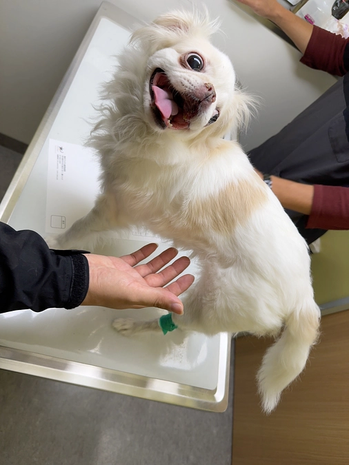 今日は病院に行ってきました🐶🏥