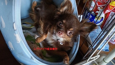 保護犬【あずき】にご支援お願いします。