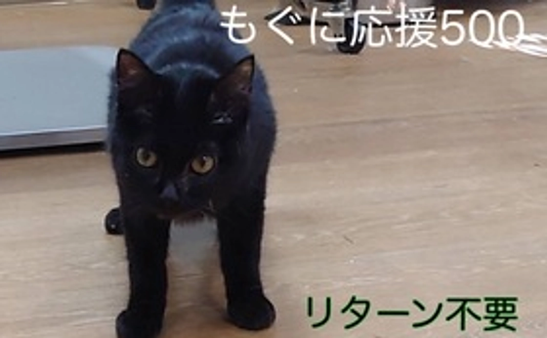 もぐに応援500 リターン不要