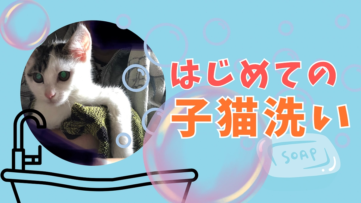 猫一頭保護と子猫を洗いました