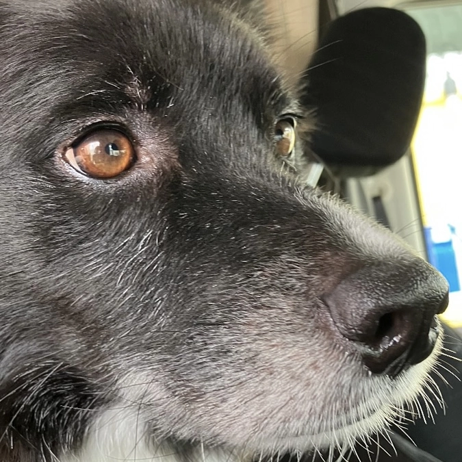 ネクストゴールまであと75万円。里親さまからのメッセージ　アッキーとぷーすけのご家族より