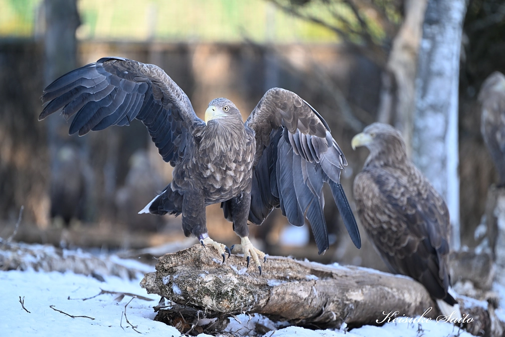 その姿、美しい！