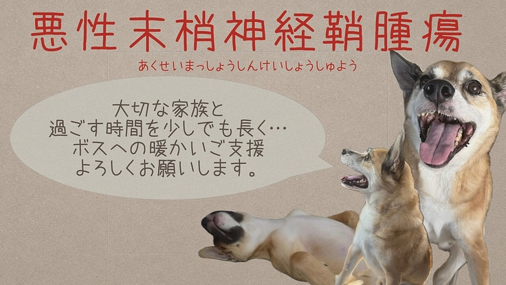 【悪性末梢神経鞘腫瘍】と闘うボスを助けてください‼️