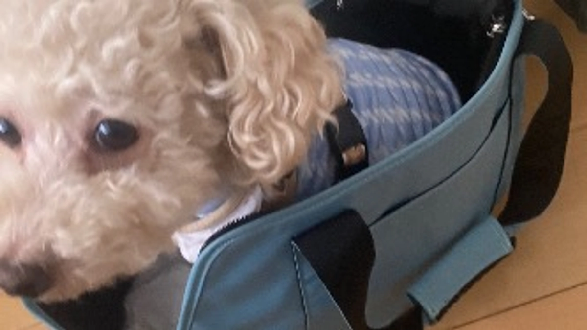 【クラファン残り18日】ラフの通院デー