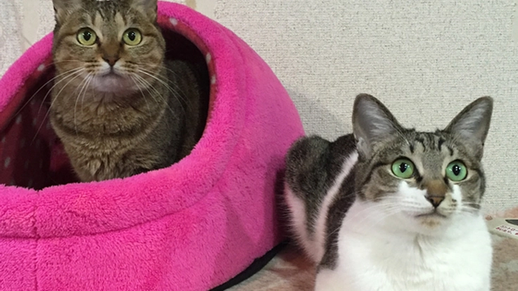 被災地などで保護された猫のための、猫カフェをオープンしたい！