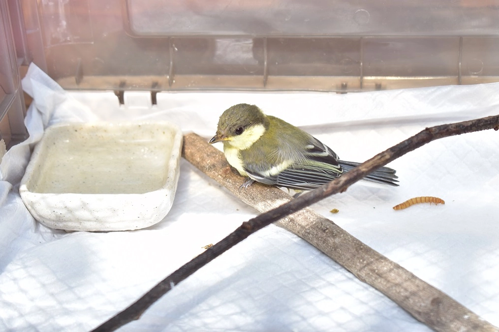 【保護情報】脚弱なシジュウカラの落巣雛