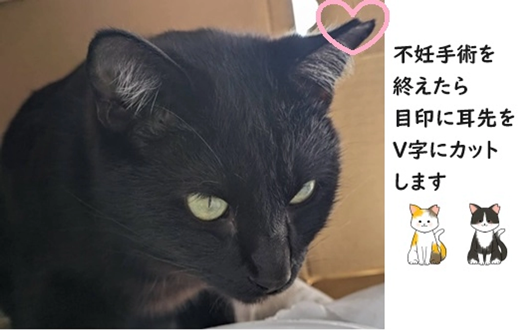 TNR参加者さんリレー　vol.5