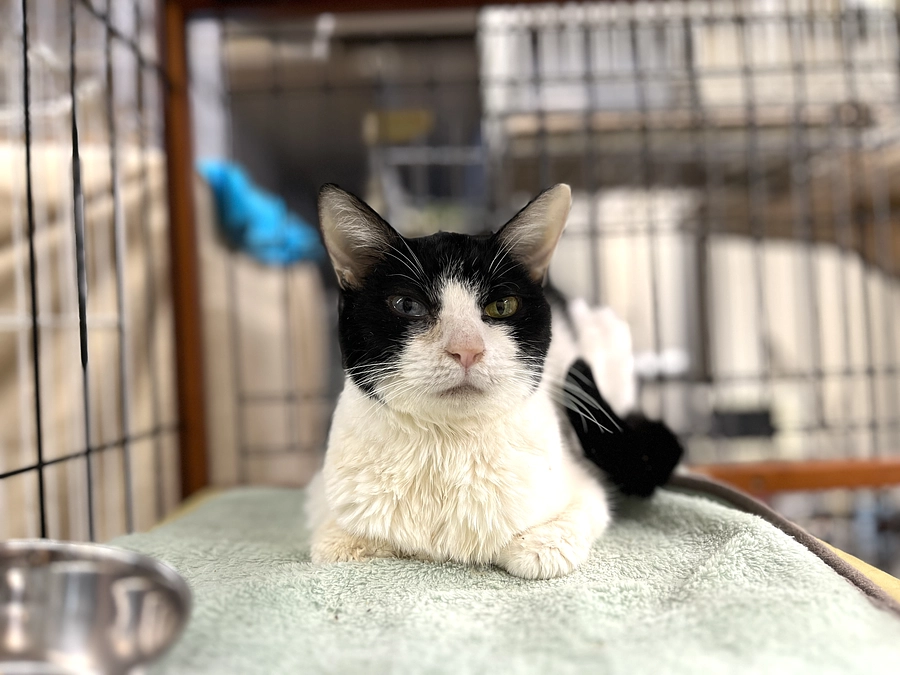 今日は３匹の通院。