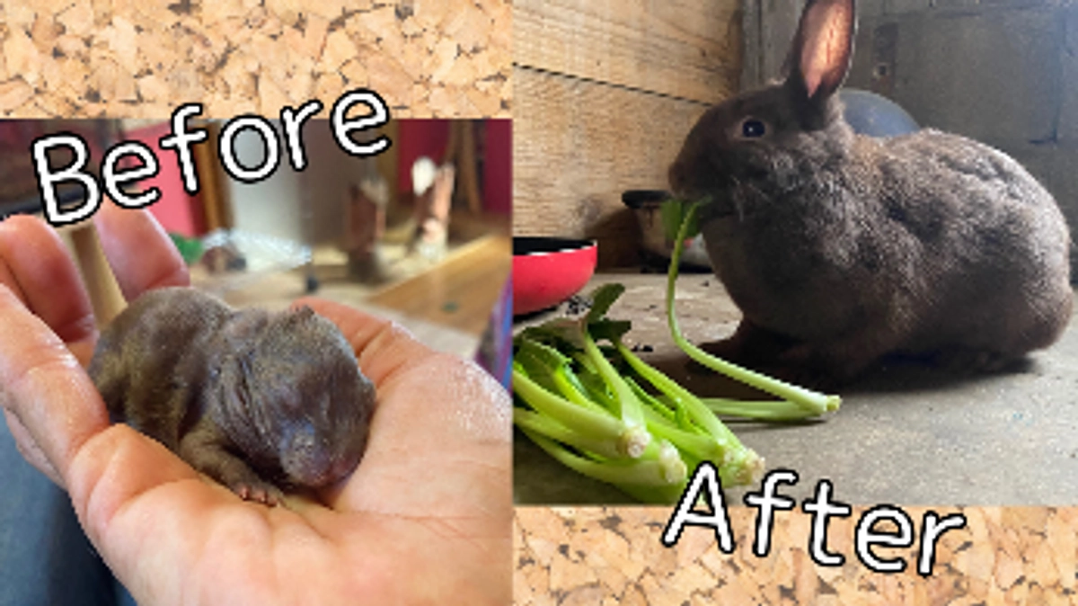 うさぎのティンカーベル