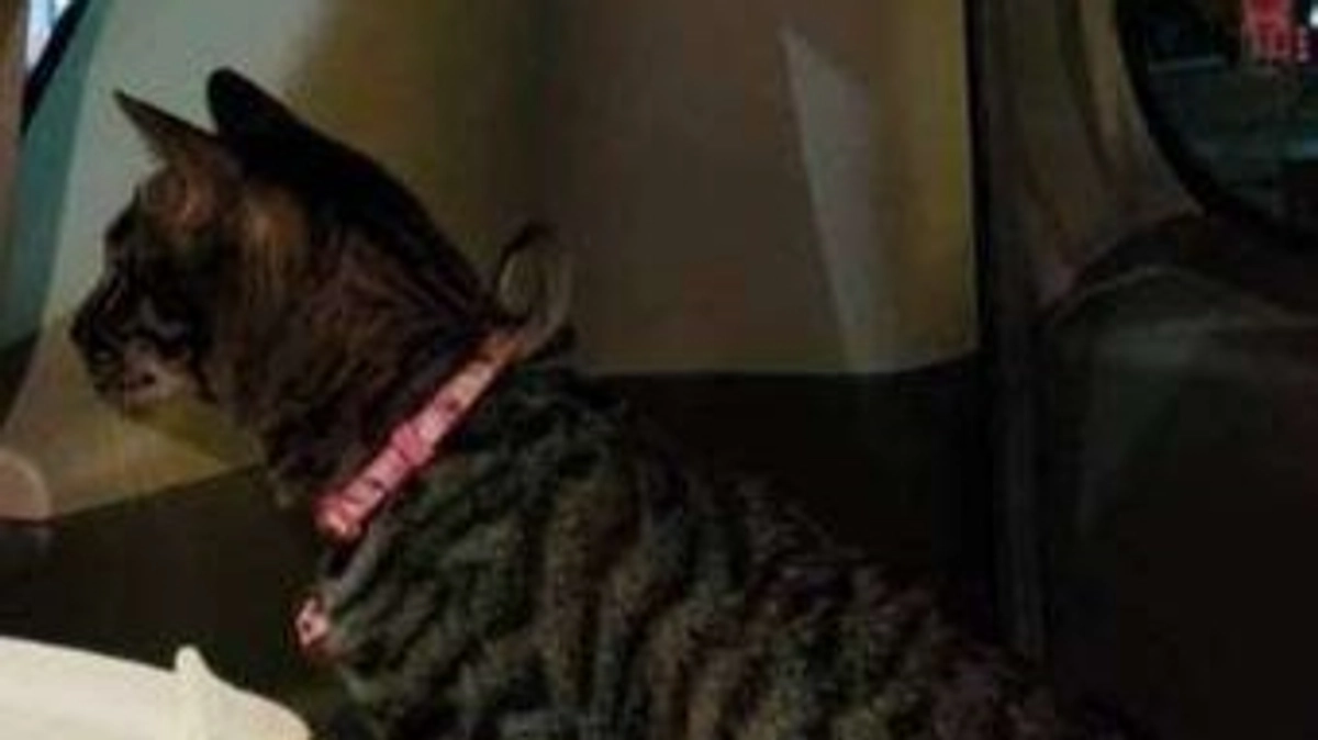 【経過観察二ヶ月検診の結果】