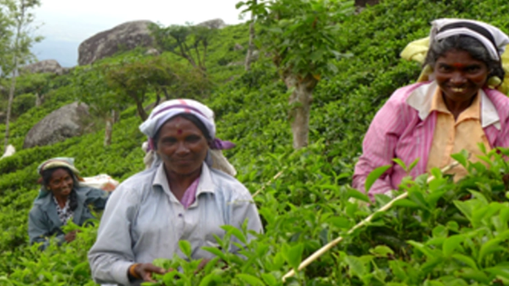 色が変わるブルーハーブティーで、スリランカ農家さんの力に！