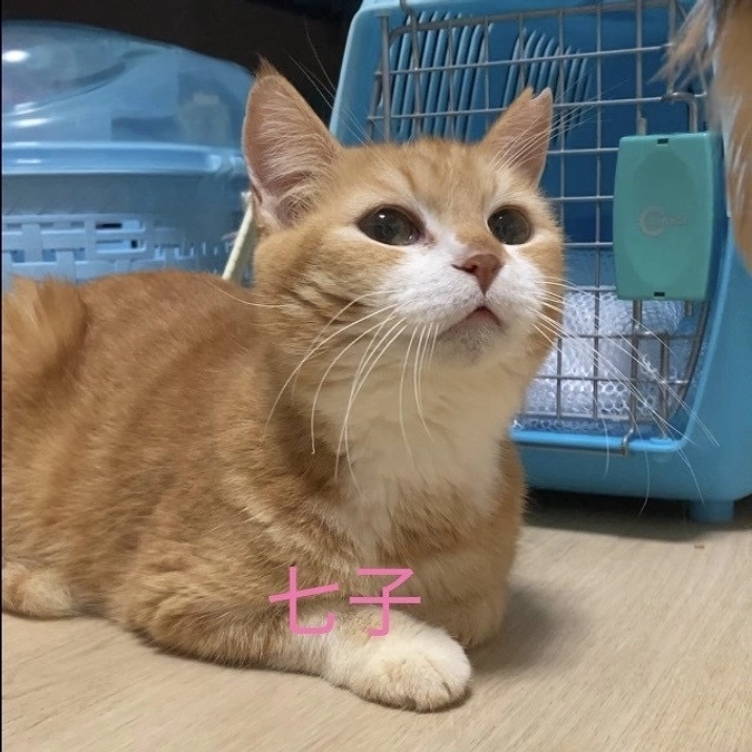 残り後3日です！ 預かりボランティア