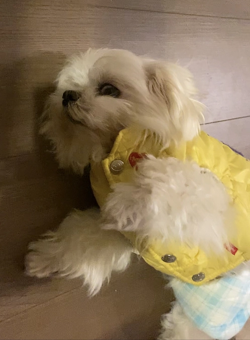 寒いから 萌萌心臓病が突然発作した！😭