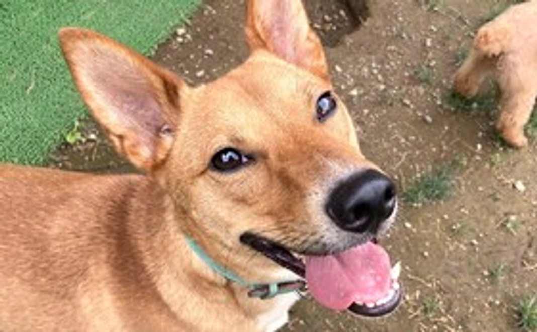 リンクのにこにこコース