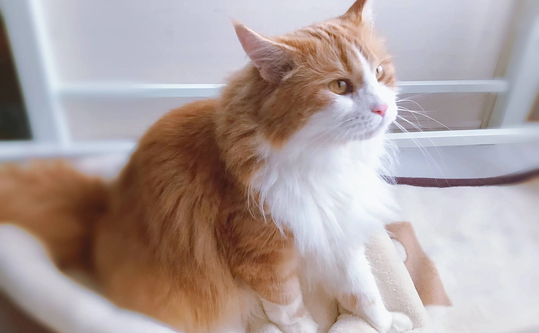 シャルトを救いたい2