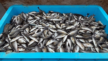 1度の漁で廃棄されてしまう未利用魚 のトップ画像