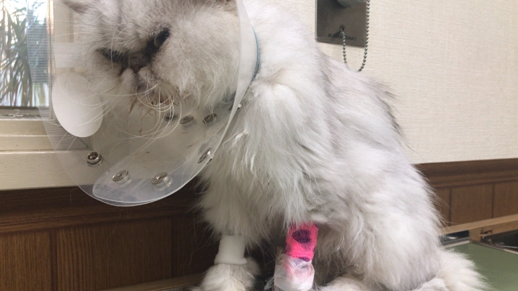 腎不全・尿毒症の母猫ララちゃんに治療費のご支援下さい。