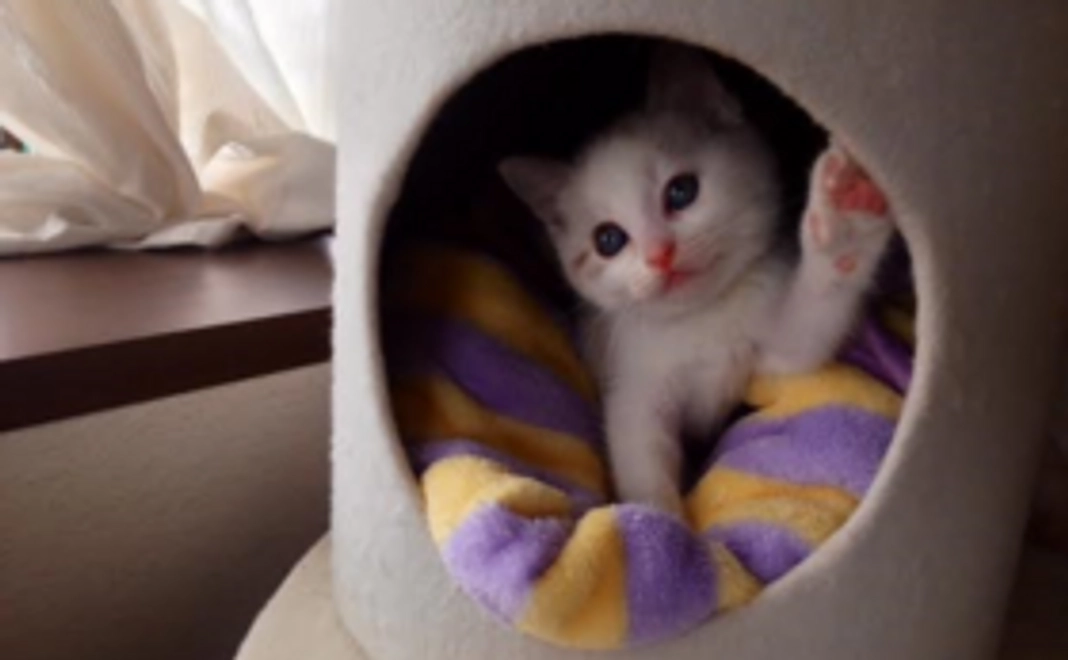 サンクスレター