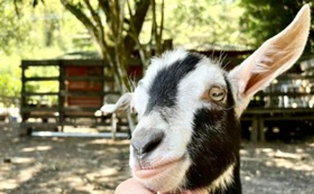 オリジナル画像で応援（MZDAO専用）