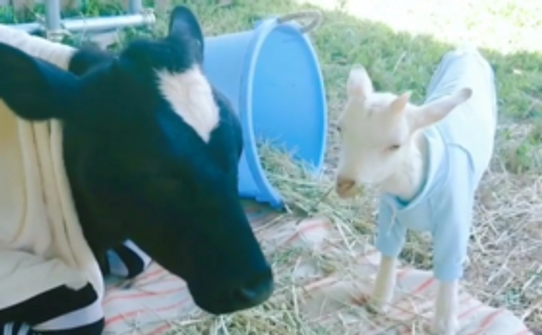 お気持ち　＄10