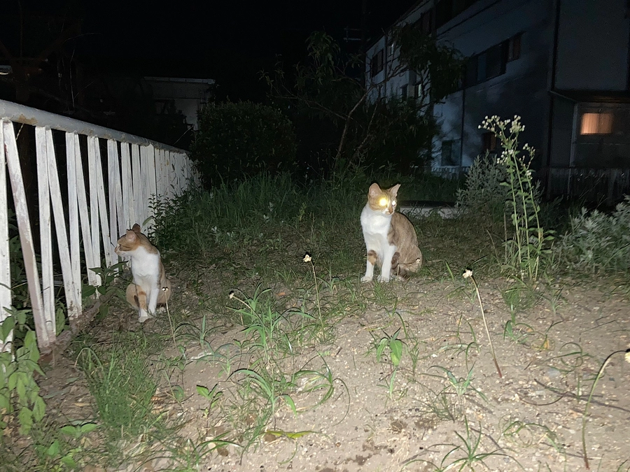 かわいそうだけでは助けられない野良猫さんのこと⑱