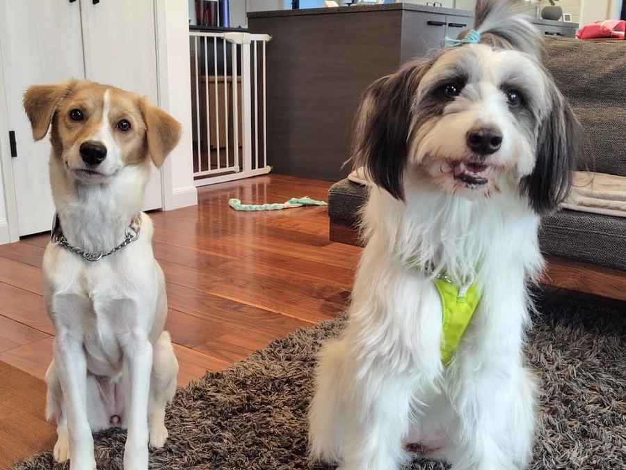 預かりボランティアさんのところから正式譲渡につながりました。