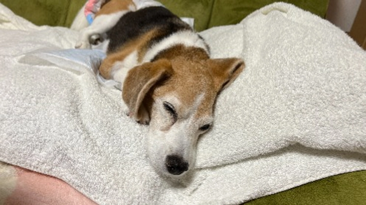 10/16 痛みが続くので急遽動物病院へ行って来ました。