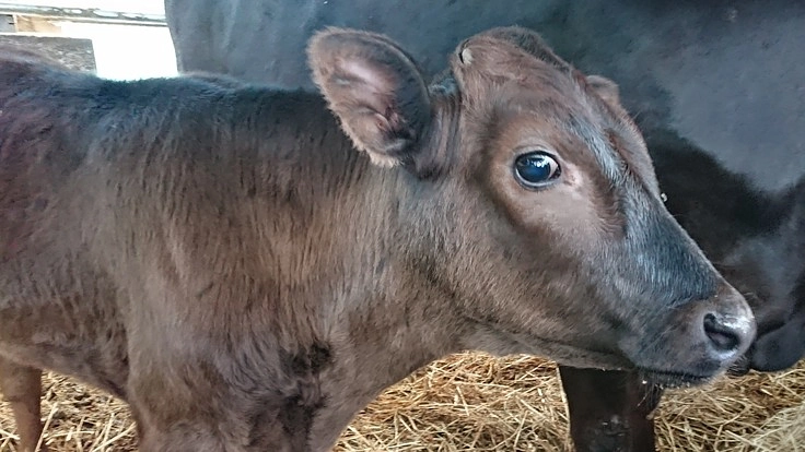 後継者育成のために繁殖用雌牛の牛舎を建設したい